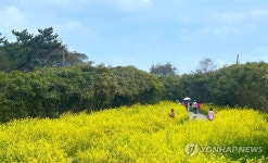 [픽! 부안] 노란 유채꽃 물결 넘실대는 부안 수성당