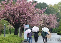 부산 봄비