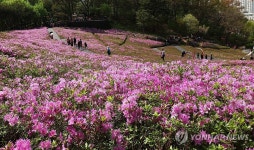 노원구, 불암산 힐링타운 철쭉동산 핑크빛 철쭉 만개