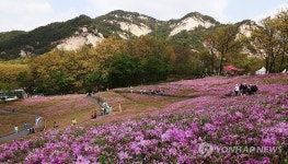 노원구, 불암산 힐링타운 철쭉동산 핑크빛 철쭉 만개