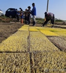 올해도 풍년 기원