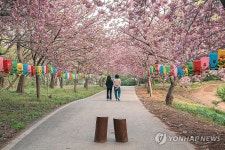 연등과 어우러져 활짝 핀 서산 문수사 벚꽃