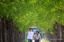 메타세쿼이아길의 봄…강릉 경포저류지