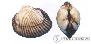 부안군, 새꼬막 양식장 채취 선박 야간조업 허용