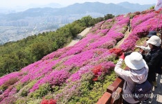 부산 백양산 정상 철쭉 만개