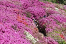 부산 백양산 애진봉 철쭉 장관