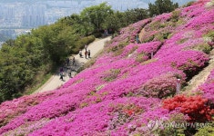 부산 백양산 철쭉 보러오세요.