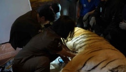 실내동물원 구조 벵갈호랑이 광주우치동물원으로…호광이 명명