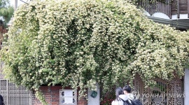 SNS 인기 창원 가정집 목향장미