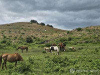 말도 쉬고 가는 제주 오름