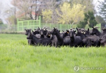 강원도, 미래 축종으로 염소 육성…5년간 250억원 소득 창출
