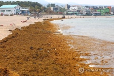 이호 해변 뒤덮은 괭생이모자반