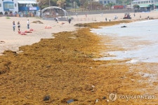 이호 해변 뒤덮은 괭생이모자반