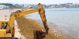 이호 해변 뒤덮은 괭생이모자반