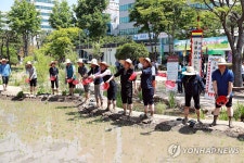 울산시청 정원에서 진행된 모내기