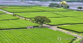 오월의 신록, 녹차밭에서