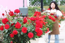 에버랜드 40주년 기념 장미축제 로로티