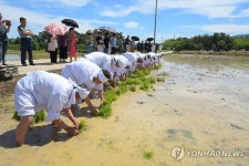 강릉 오독떼기와 모내기 체험 행사