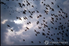 [샷!] 닭둘기 유해동물이니 맘대로 죽여도 된다?