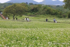 제주는 메밀꽃 필 무렵