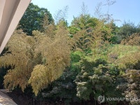 충주 오석초등학교에 만개한 대나무꽃