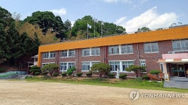 충주 오석초등학교에 만개한 대나무꽃