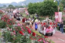 장미꽃길 걸어요…삼척장미축제
