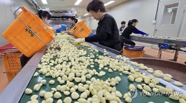 제주 대정농협 깐마늘 생산 현장