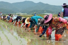전통방식 손모내기 전남 영암군 농경지