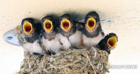 배고픈 새끼 제비 5형제