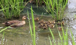 흰뺨검둥오리의 다둥이 가족