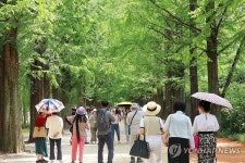 초록빛 물든 메타세쿼이아길