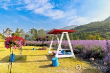 보랏빛 향기로 물드는 무릉별유천지