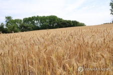 수확 앞둔 성심당 밀밭