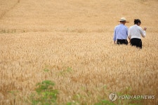 [르포] 대전에 밀밭까지 일군 성심당…황금빛 첫 수확에 설렘 가득