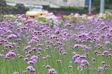 제주엔 버들마편초 활짝