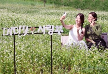 제3회 봉평 오얏나무숲 메밀꽃축제