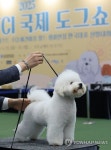 인형같은 비숑 프리제