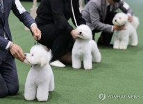 털뭉치 같은 비숑 프리제