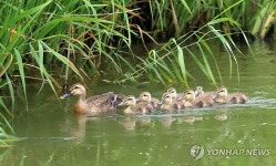 단란한 오리 가족…강릉 경포천