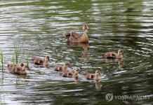 단란한 오리 가족…강릉 경포천