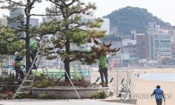 부산 해수욕장 개장 앞두고 가로수 정비작업 한창