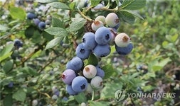 영동 금강모치 농촌체험마을, 내달 5일 블루베리 축제