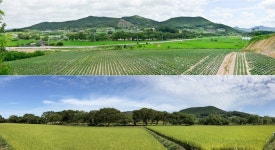 200년 간 마을 지켜온 숲…고창 삼태마을숲 천연기념물 된다