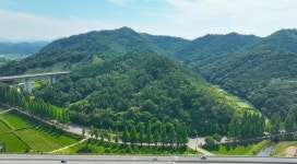 [픽! 보성] 초록이 만든 여름터널, 보성 메타세쿼이아길