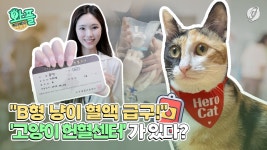 [와플] B형 냥이 혈액 급구…고양이 헌혈센터가 있다?