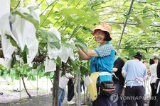 수원도시공사, 농가 일손 돕기