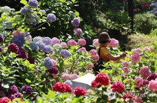 영도 태종대 수국문화축제 보러오세요.