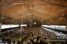 폭염 속 육계농장