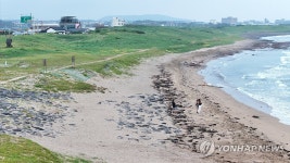 성산읍 신양사구